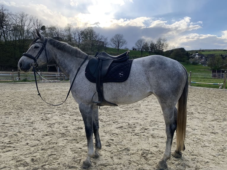Holsteiner Stute 9 Jahre 171 cm in Bad Berleburg
