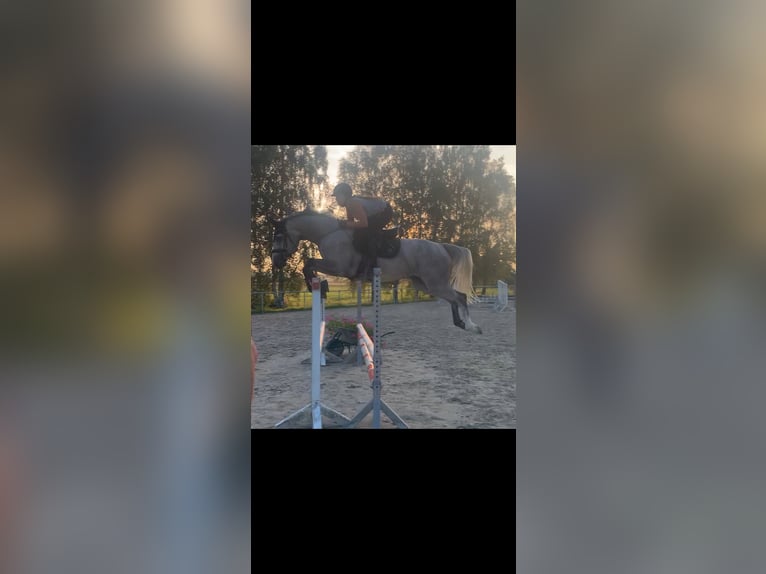Holsteiner Stute 9 Jahre 171 cm in Bad Berleburg