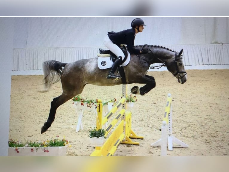 Holsteiner Stute 9 Jahre 171 cm in Bad Berleburg