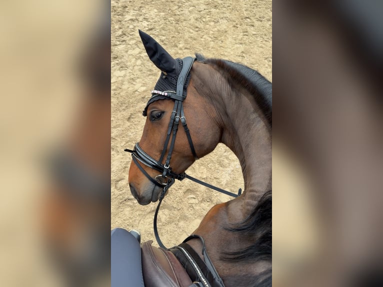 Holsteiner Stute 9 Jahre 172 cm Brauner in SeesenBilderlahe
