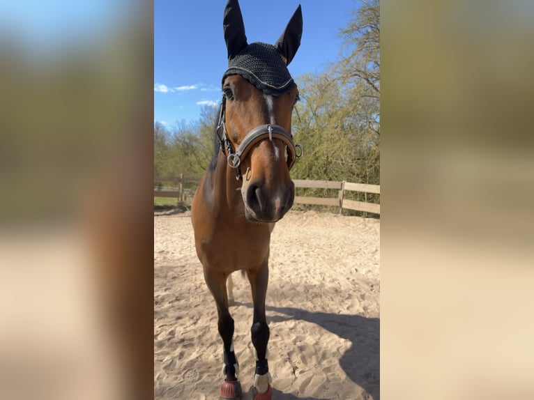 Holsteiner Stute 9 Jahre 172 cm Brauner in SeesenBilderlahe
