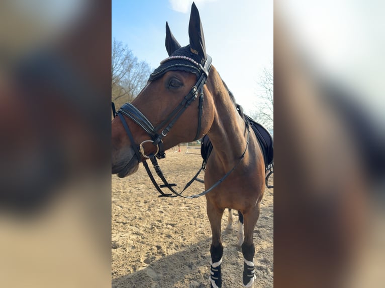 Holsteiner Stute 9 Jahre 172 cm Brauner in SeesenBilderlahe