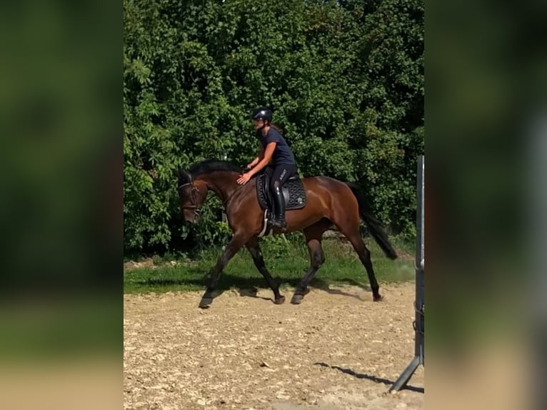 Holsteiner Stute 9 Jahre 172 cm Brauner in Ahlen