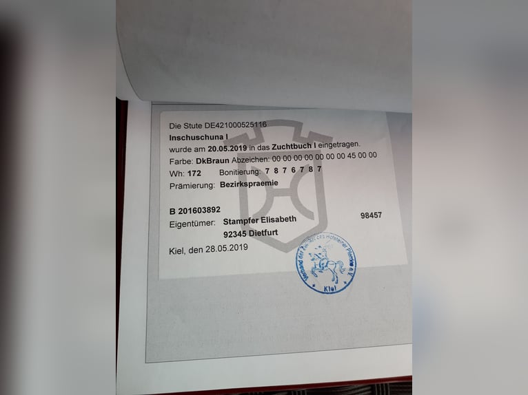 Holsteiner Stute 9 Jahre 172 cm Brauner in Ahlen