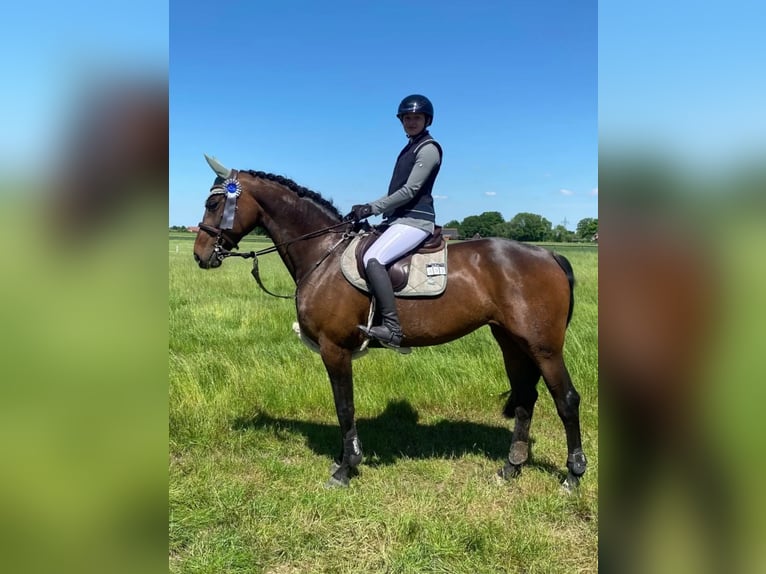 Holsteiner Stute 9 Jahre 172 cm Brauner in Ahlen