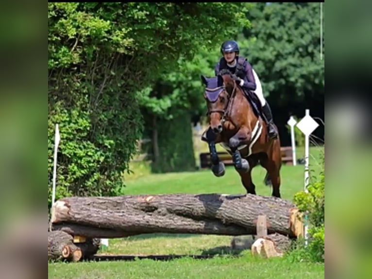 Holsteiner Stute 9 Jahre 172 cm Brauner in Ahlen