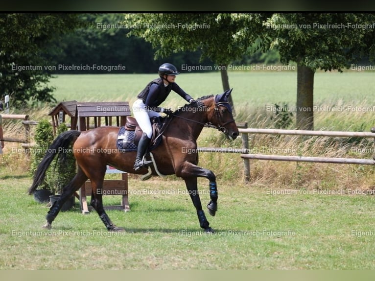 Holsteiner Stute 9 Jahre 172 cm Brauner in Ahlen