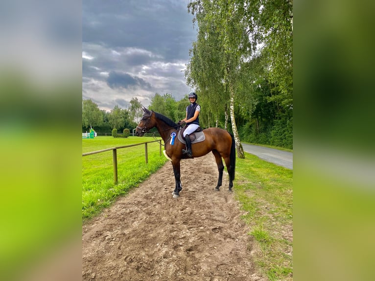 Holsteiner Stute 9 Jahre 172 cm Brauner in Ahlen