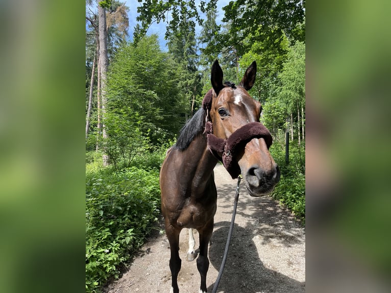 Holsteiner Stute 9 Jahre 172 cm  in Holzkirchen Thann