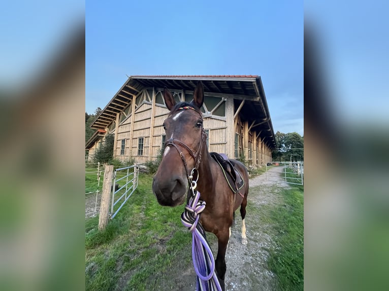 Holsteiner Stute 9 Jahre 172 cm  in Holzkirchen Thann
