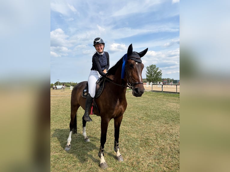 Holsteiner Stute 9 Jahre 172 cm  in Holzkirchen Thann