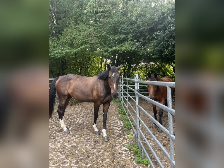 Holsteiner Stute 9 Jahre 172 cm  in Holzkirchen Thann