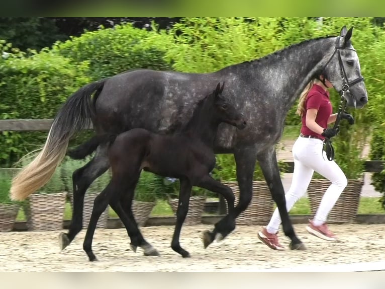 Holsteiner Stute 9 Jahre 172 cm Schimmel in Wöhrden