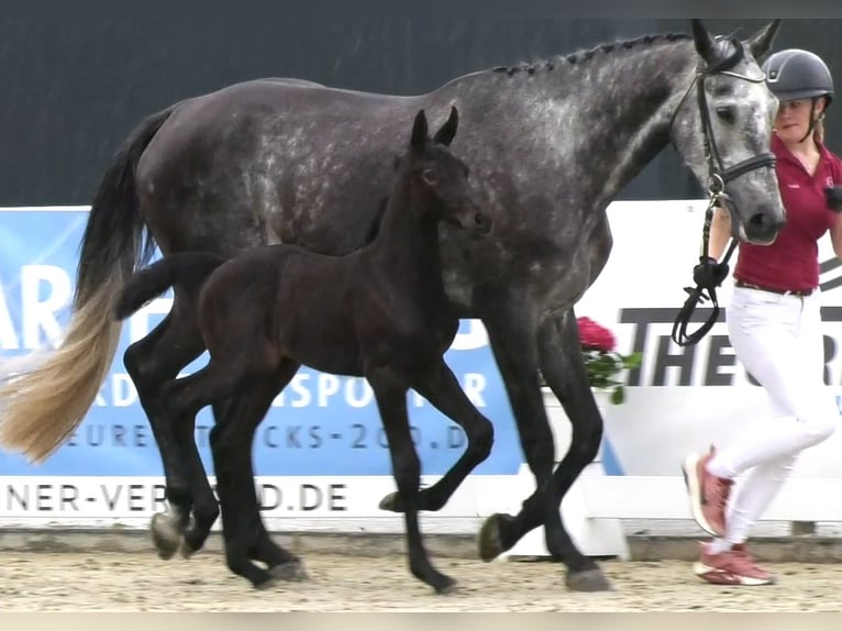 Holsteiner Stute 9 Jahre 172 cm Schimmel in Wöhrden