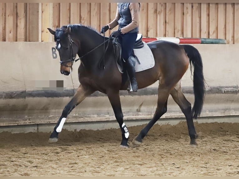 Holsteiner Stute 9 Jahre 173 cm Brauner in Frankfurt (Oder)