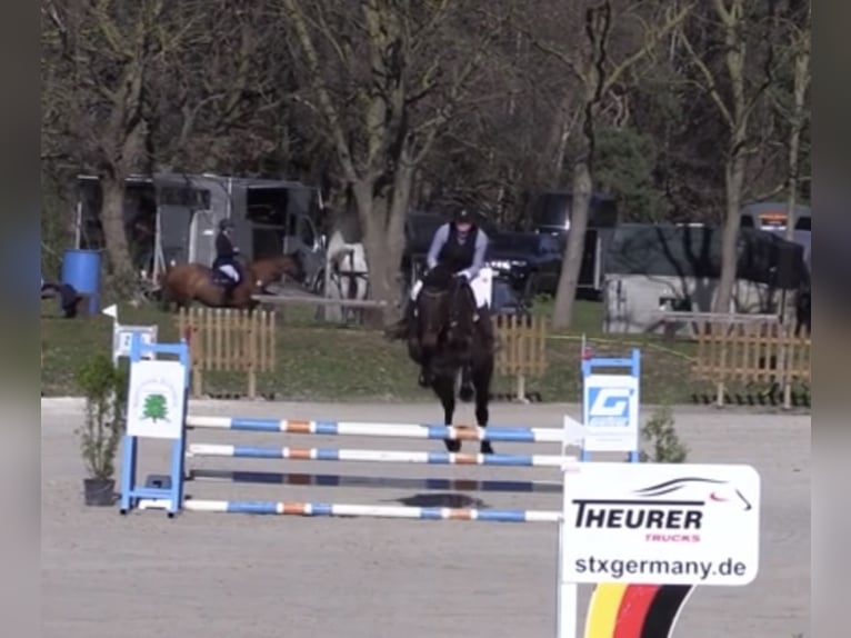 Holsteiner Stute 9 Jahre 173 cm Brauner in Sangerhausen