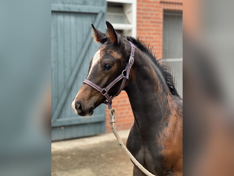 Holsteiner Stute 9 Jahre 173 cm Brauner in Beelen