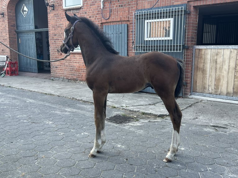 Holsteiner Stute 9 Jahre 173 cm Brauner in Beelen