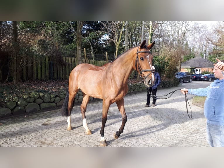 Holsteiner Stute 9 Jahre 173 cm Brauner in Malterdingen