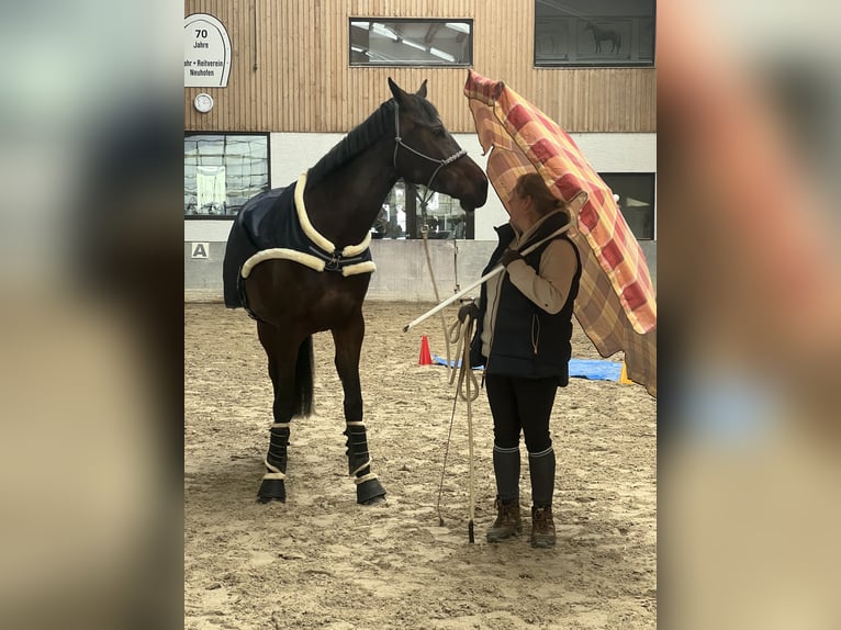 Holsteiner Stute 9 Jahre 173 cm Dunkelbrauner in Ludwigshafen am Rhein