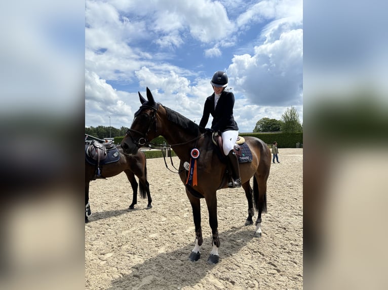 Holsteiner Stute 9 Jahre 174 cm Dunkelbrauner in Negernbötel