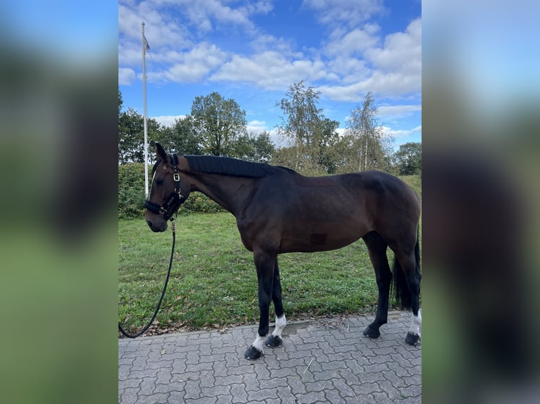 Holsteiner Stute 9 Jahre 174 cm Dunkelbrauner in Negernbötel