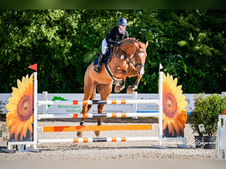 Holsteiner Stute 9 Jahre 174 cm Fuchs in Herbrechtingen