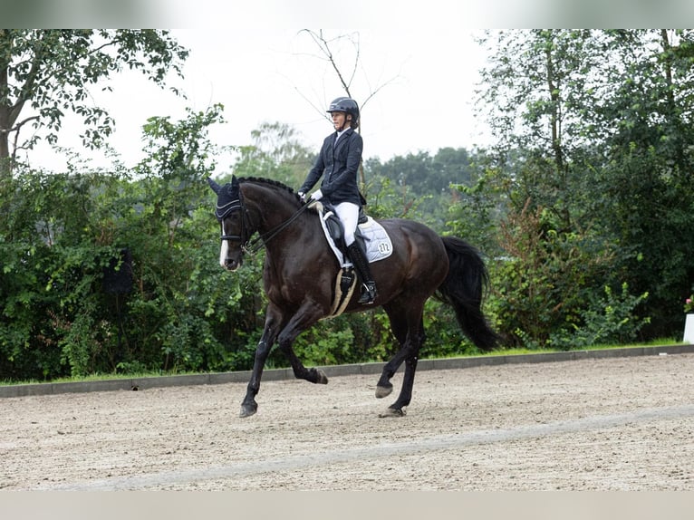 Holsteiner Stute 9 Jahre 174 cm Schwarzbrauner in Tarp