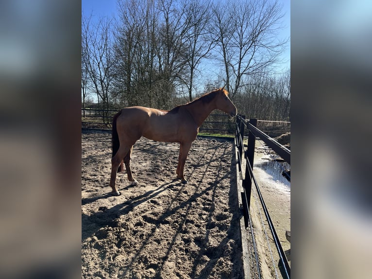 Holsteiner Stute 9 Jahre 175 cm Fuchs in Senden