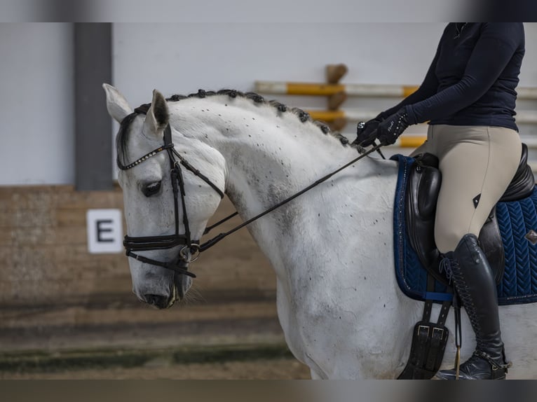 Holsteiner Stute 9 Jahre 175 cm Schimmel in Pischertshofen