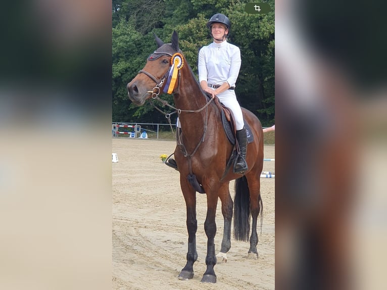 Holsteiner Stute 9 Jahre 179 cm Dunkelbrauner in Brechen