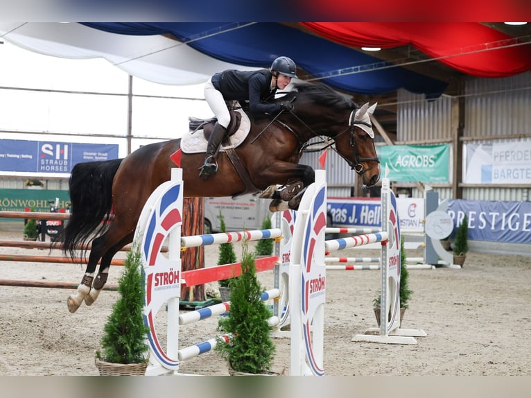 Holsteiner Stute 9 Jahre 184 cm Brauner in Schmilau