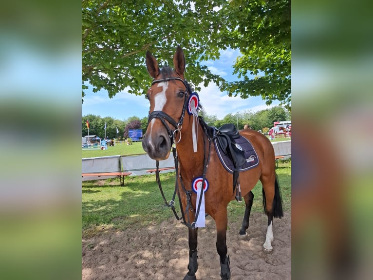 Holsteiner Stute 9 Jahre Brauner in Bad Segeberg