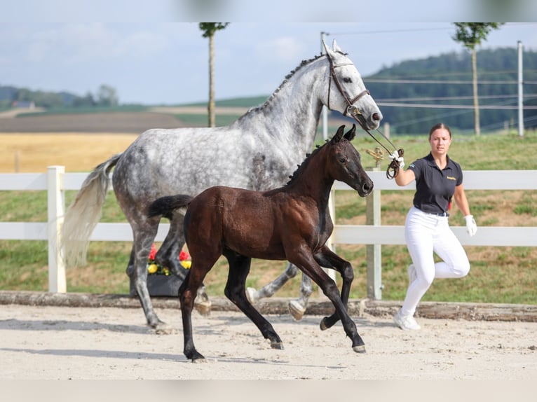 Holsteiner Stute Fohlen (05/2025) 170 cm Schwarzbrauner in Neu-Ulm