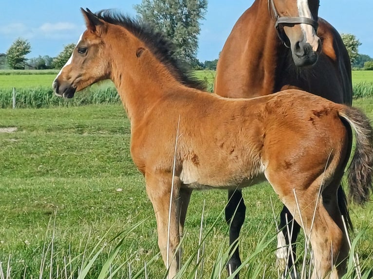 Holsteiner Stute  Dunkelbrauner in Witzwort