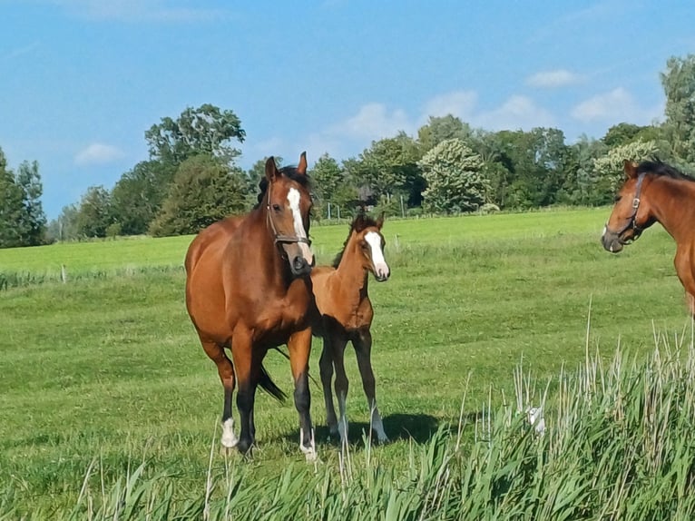 Holsteiner Stute  Dunkelbrauner in Witzwort