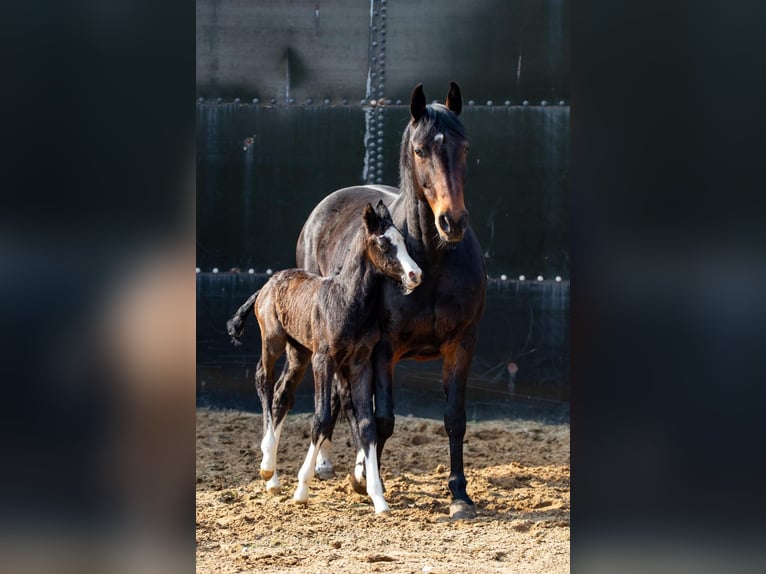 Holsteiner Stute Fohlen (03/2026) Kann Schimmel werden in Westerhorn