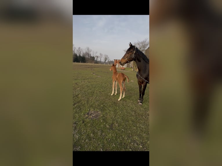 Holsteiner Unbekannt 11 Jahre 169 cm  in Ostenfeld
