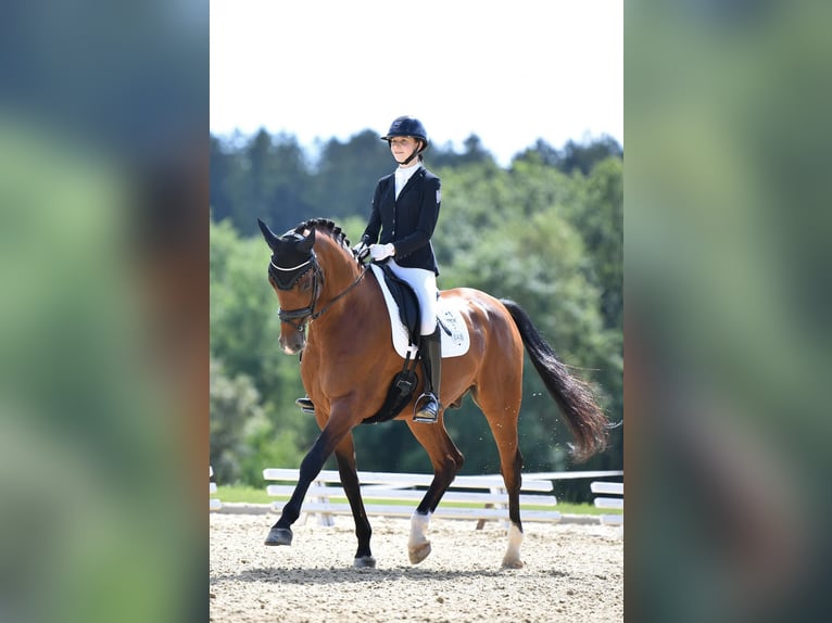 Holsteiner Valack 10 år 170 cm Brun in Framersheim