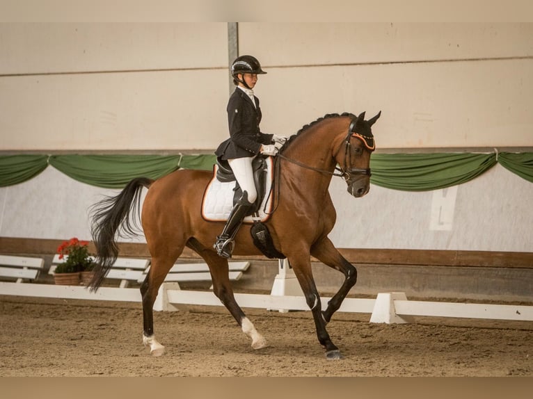 Holsteiner Valack 10 år 170 cm Brun in Framersheim