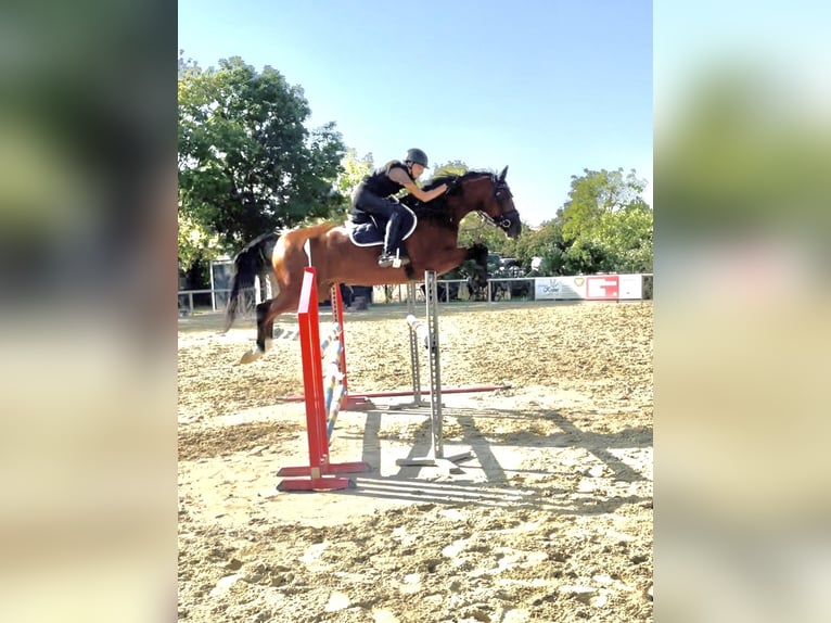 Holsteiner Valack 10 år 170 cm Brun in Framersheim