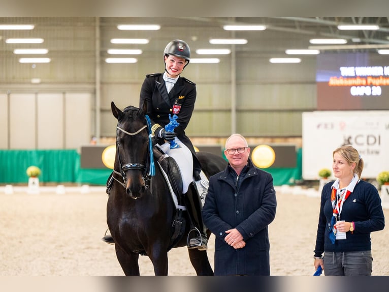 Holsteiner Valack 10 år 170 cm Svart in Dätgen