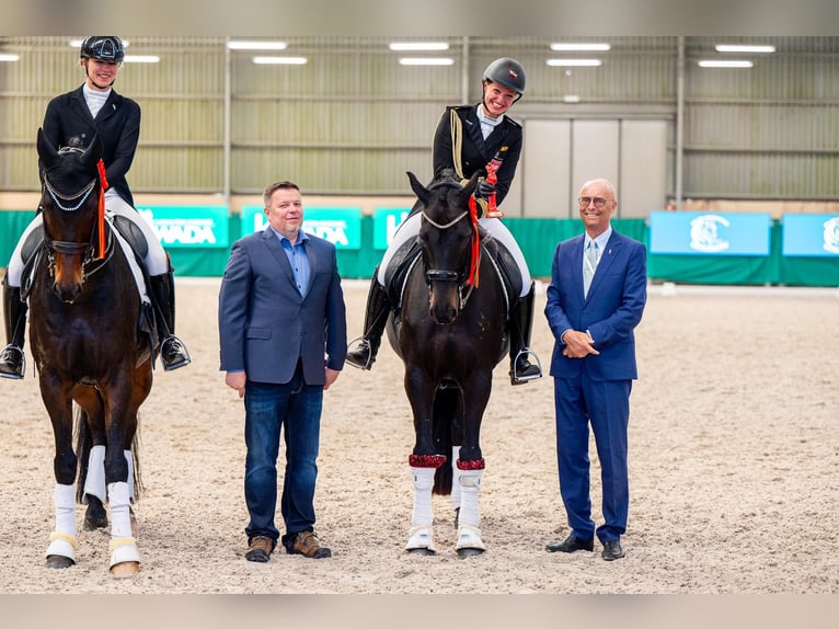 Holsteiner Valack 10 år 170 cm Svart in Dätgen