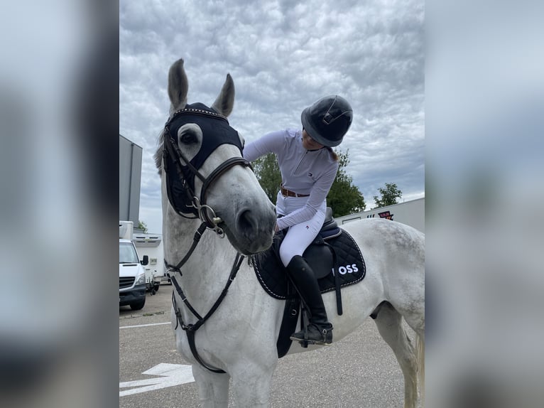 Holsteiner Valack 10 år 172 cm Gråskimmel in Horgen