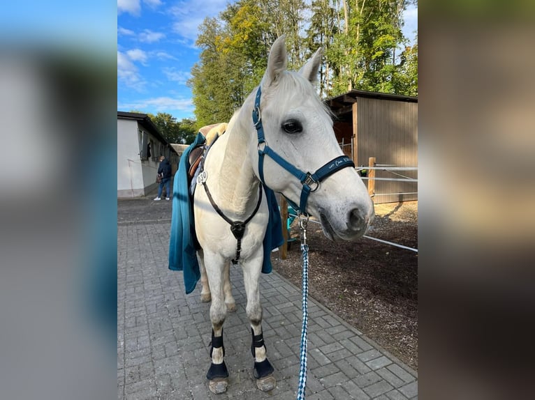 Holsteiner Valack 11 år 165 cm Grå in Rödental