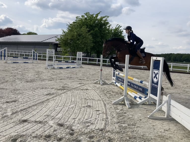 Holsteiner Valack 11 år 166 cm in Wedemark/OT Meitze