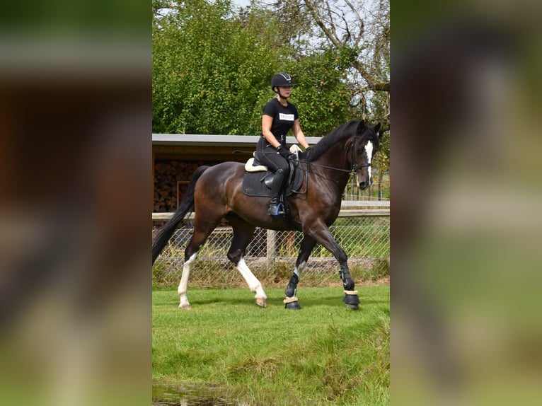 Holsteiner Valack 11 år 168 cm Rökfärgad svart in Romanshorn