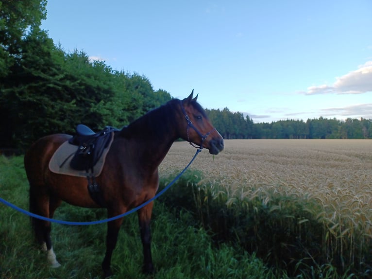 Holsteiner Valack 11 år 170 cm Brun in Utzstetten