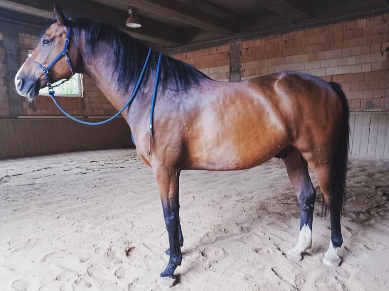 Holsteiner Valack 11 år 170 cm Brun in Utzstetten