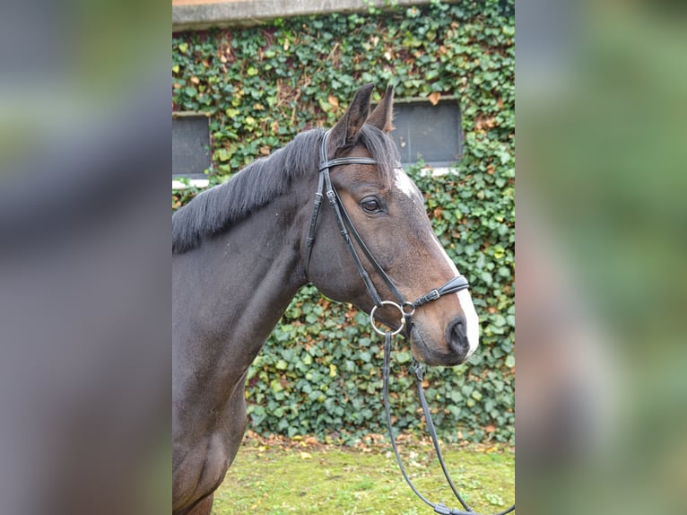 Holsteiner Valack 11 år 170 cm Mörkbrun in Bruchsal